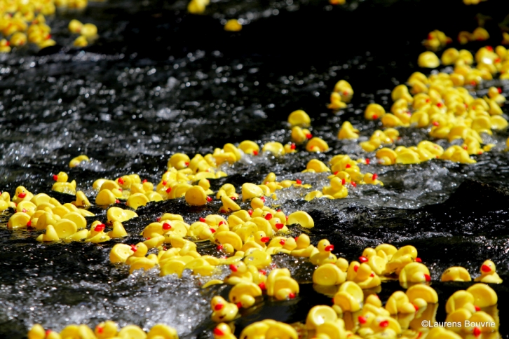 Maastricht Duckrace to support Refugee Project Maastricht 