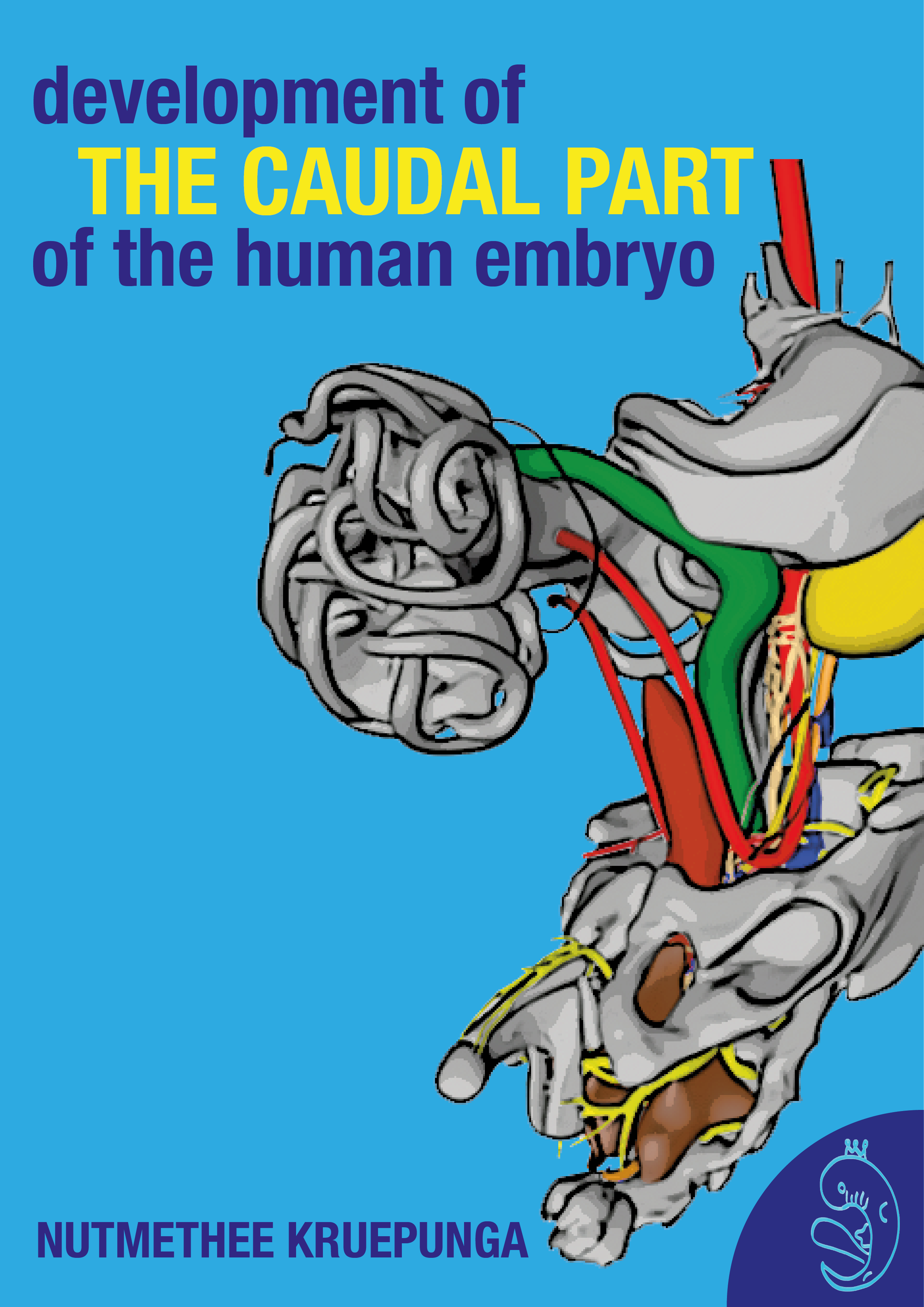 De verkenning van het caudale gebied van menselijke embryo's